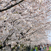 桜を楽しむ