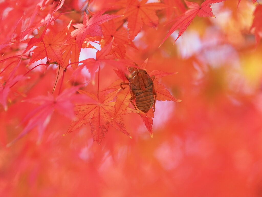 紅葉に包まれて