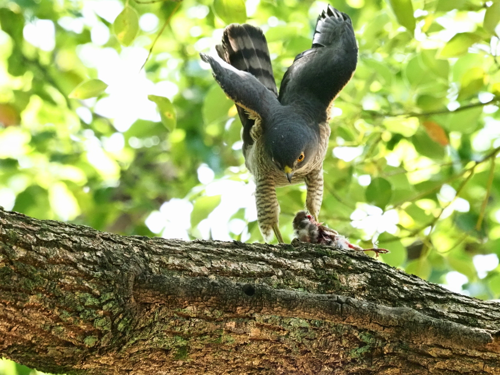 鳥さんもらう