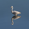 Reflection2