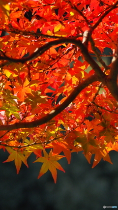 紅葉