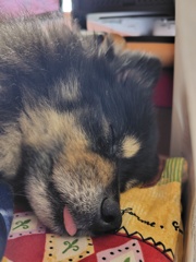 爆睡