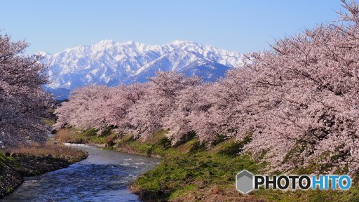 舟川べり