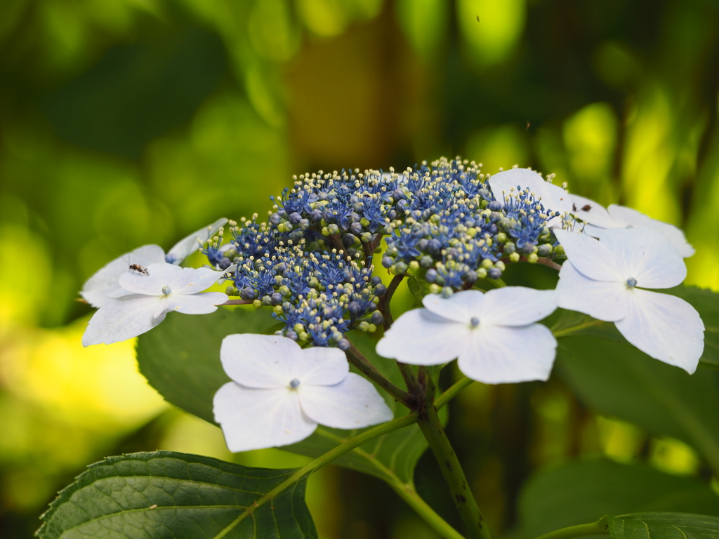 紫陽花