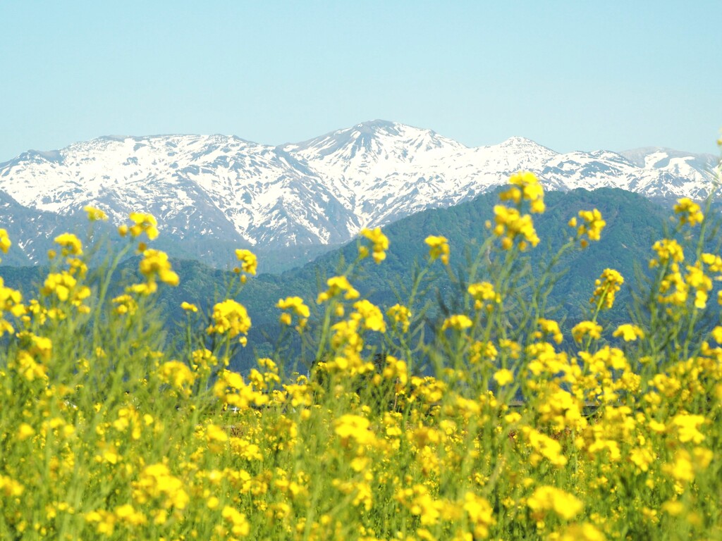 立山連峰