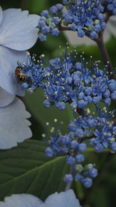 紫陽花
