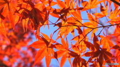 紅葉(2)
