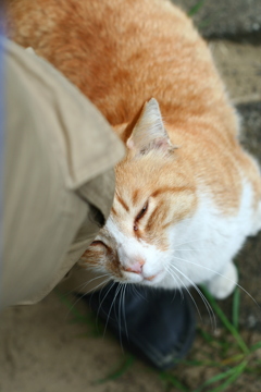 野良猫 またエサ頂戴ね