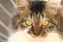 野良子猫