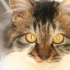 野良子猫