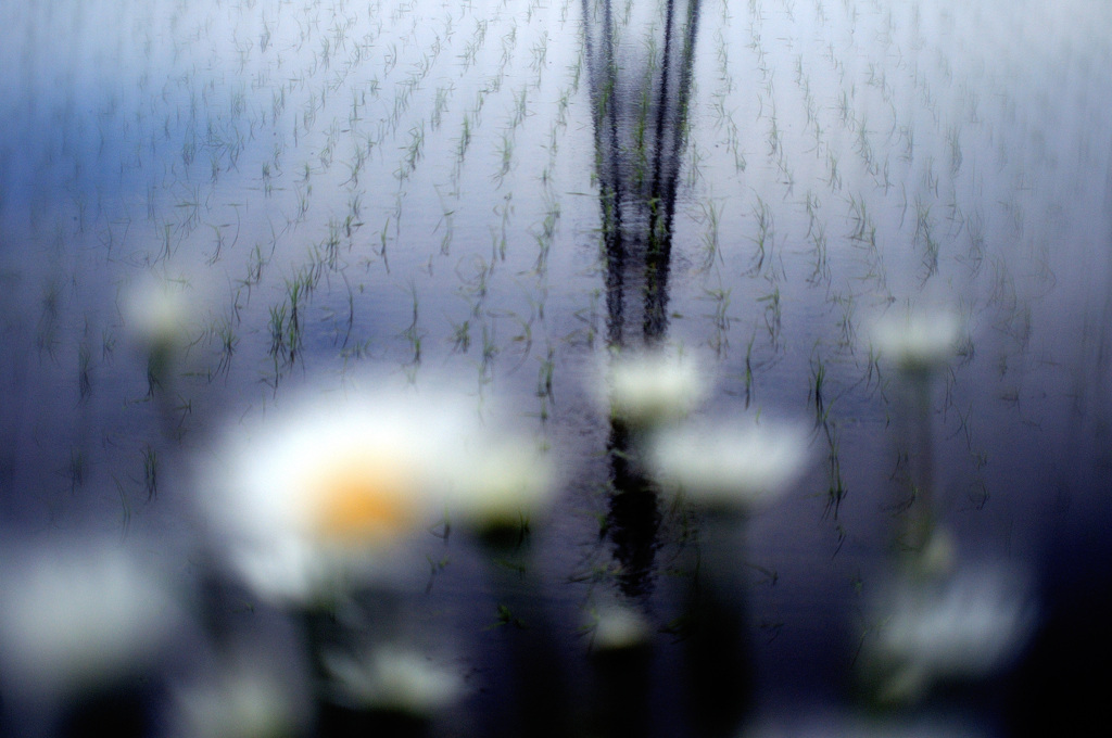 田植え後