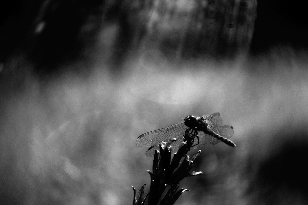 DSC_1384a
