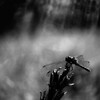 DSC_1384a