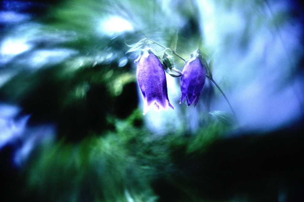 この花
