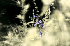 背景に浮かぶ菖蒲
