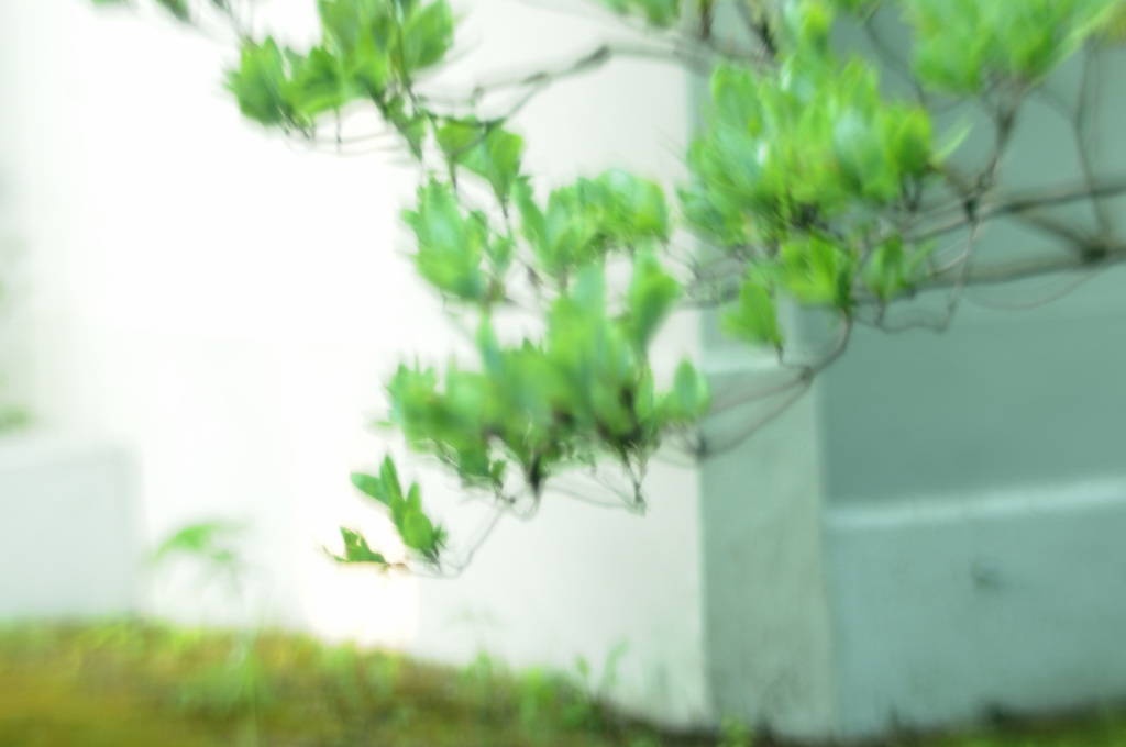 夏の葉