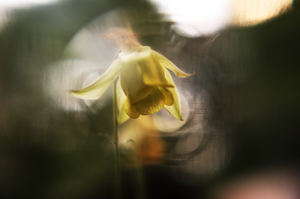 お花