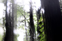 雨上がり