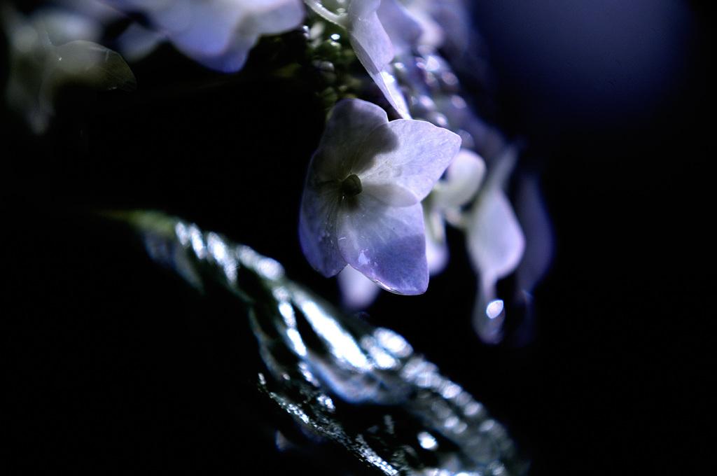 雨上がりのアジサイ