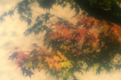 紅葉