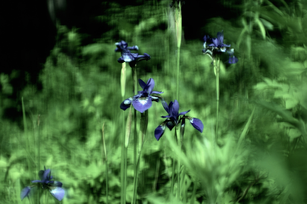 菖蒲