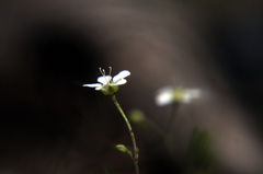 小さな雑草の花