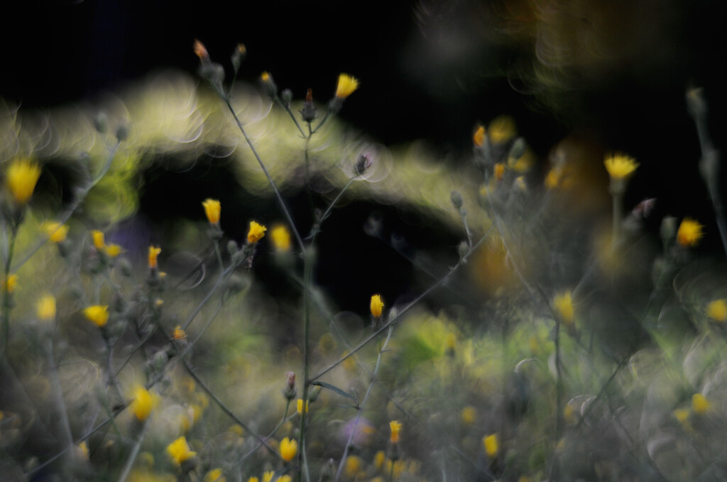 オールドレンズ　花