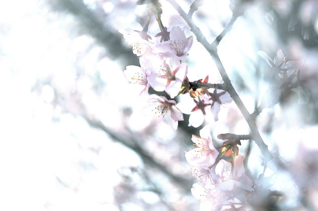 桜前線