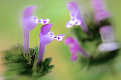 これでも雑草の花