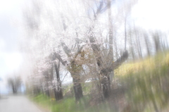 桜並木