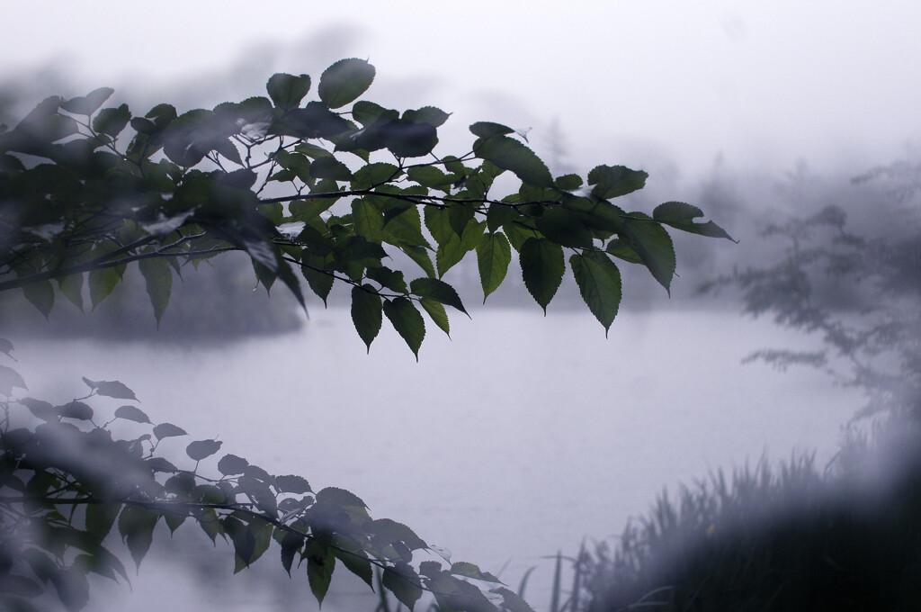 霧の池