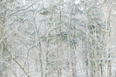 雪の雑森
