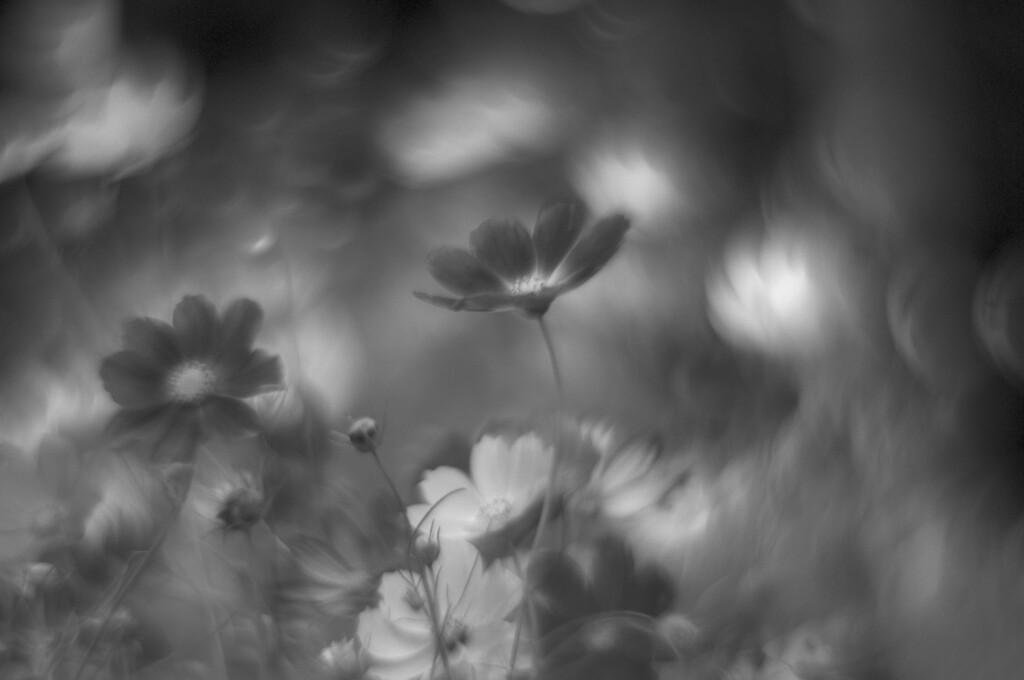 秋桜