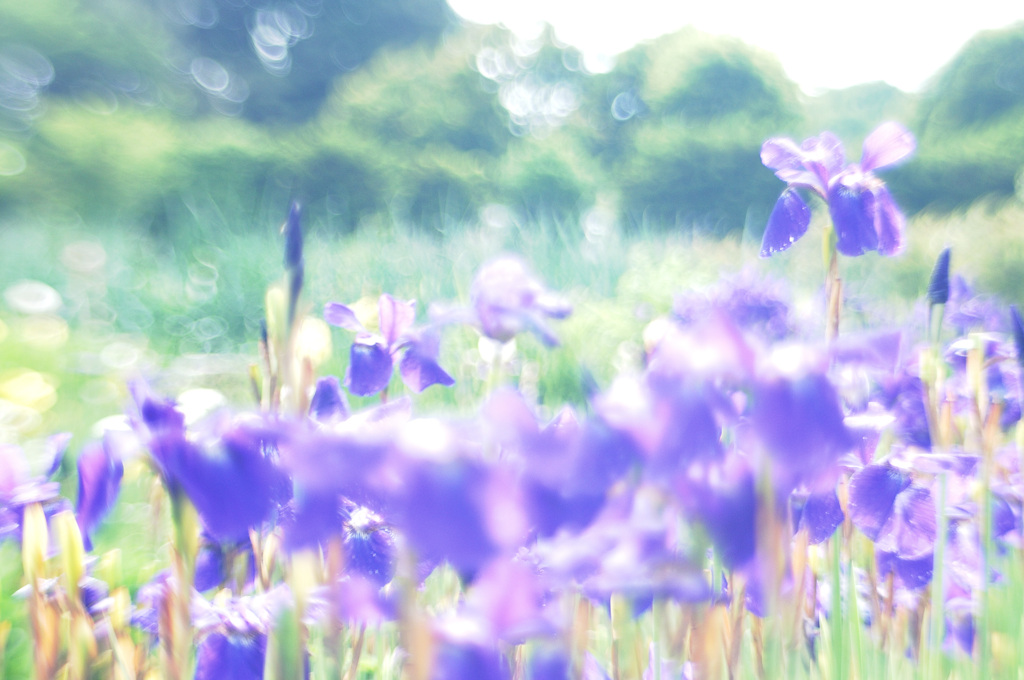 六月に