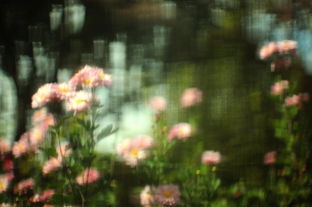 菊