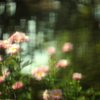 菊
