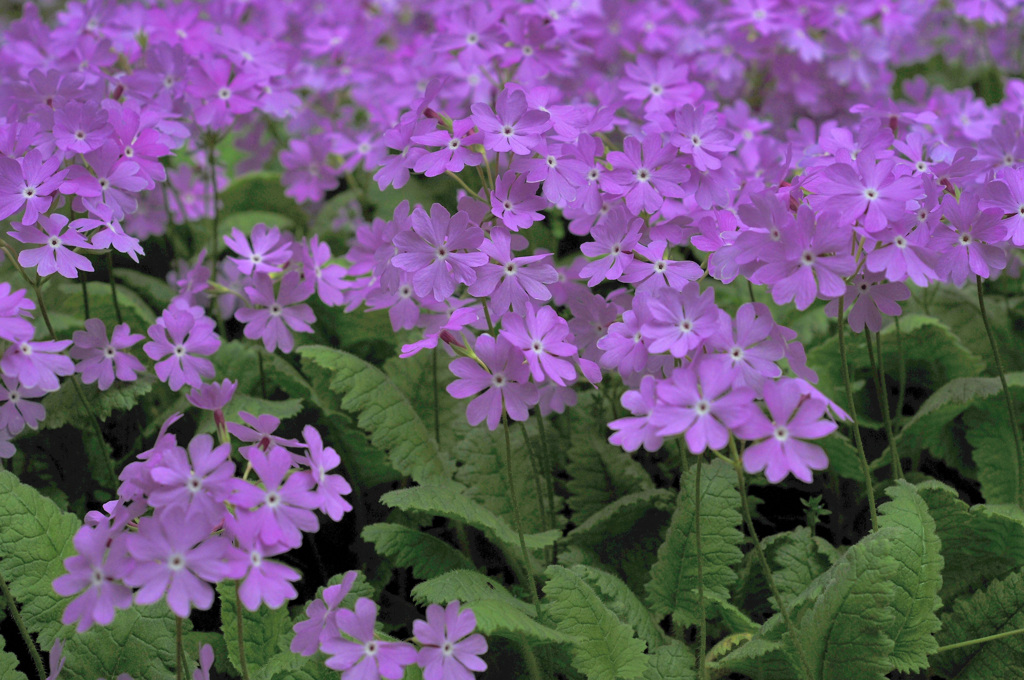 六十年間家に咲く花