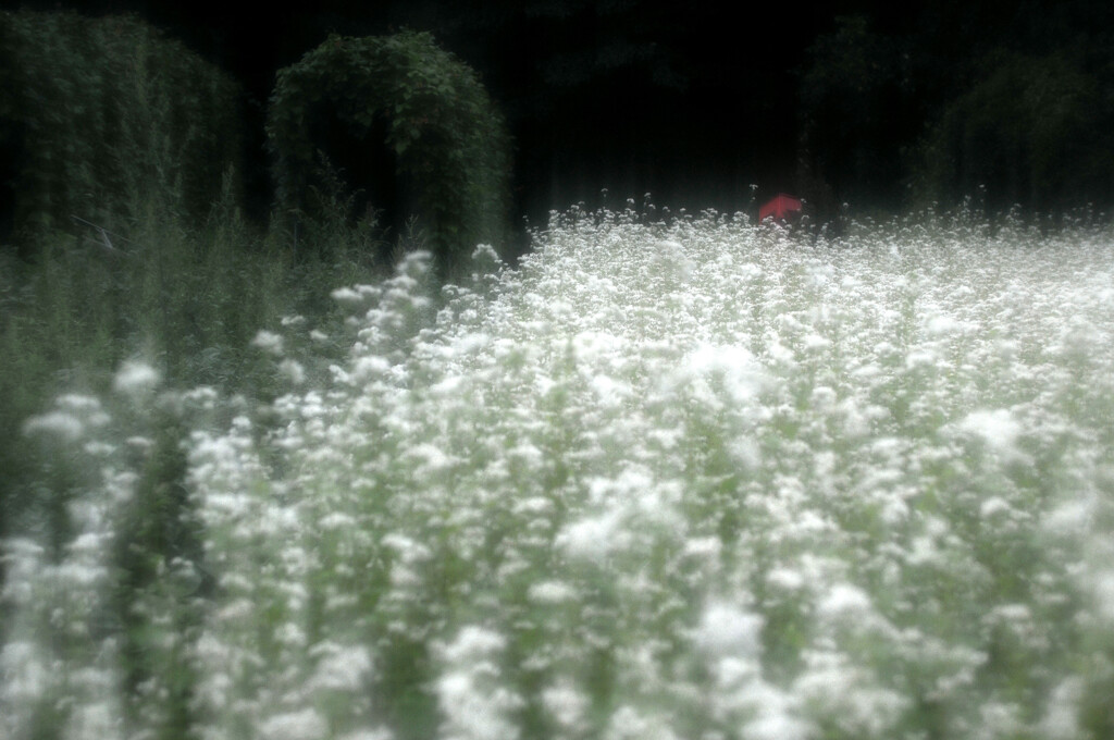 そばの花