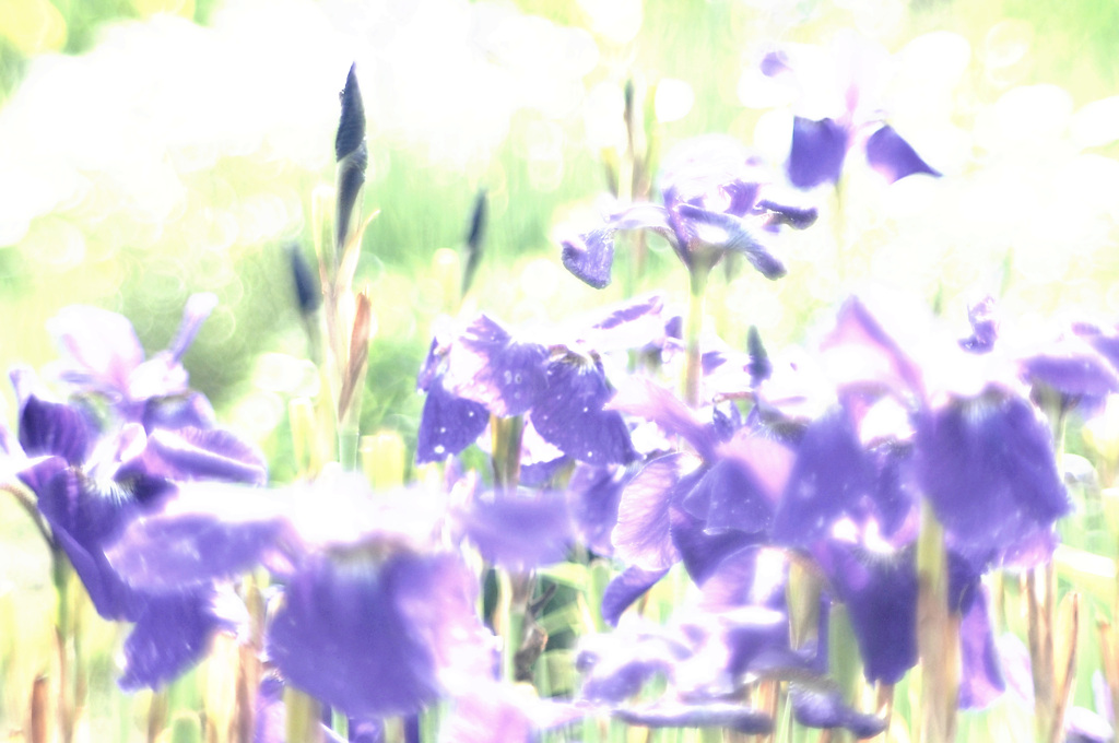 トリミング