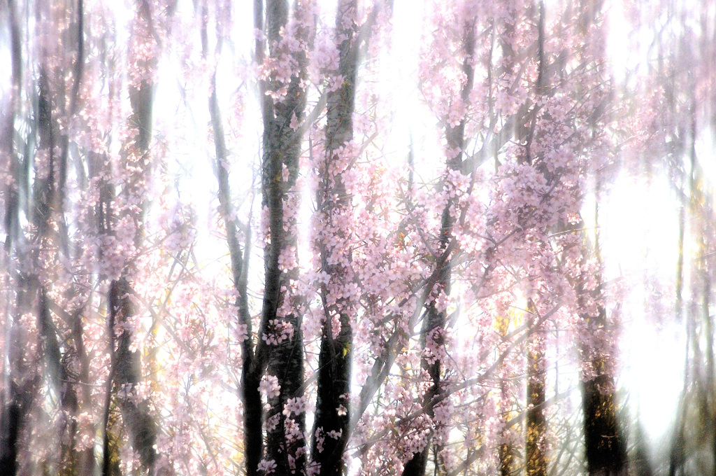 桜も終わり