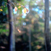 紅葉の初期