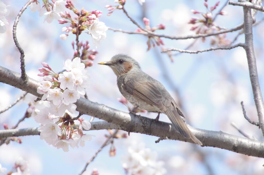 嘴黄色く……