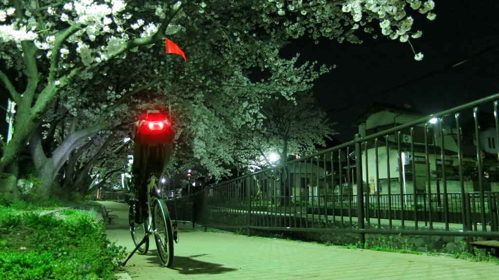 夜桜椅子自転車