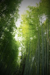 京都嵯峨野