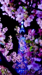 スカイツリーと河津桜
