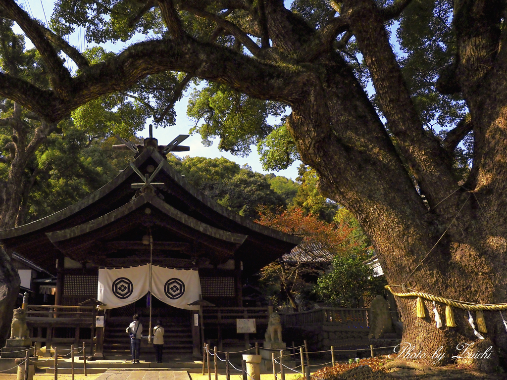 大きな楠に抱かれて