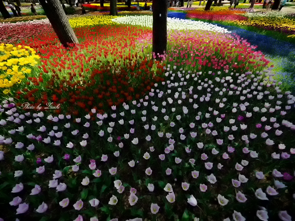 Welcome to Tulip Garden