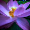 花の中へ