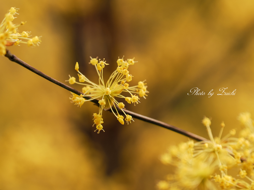 Sparkling Yellow