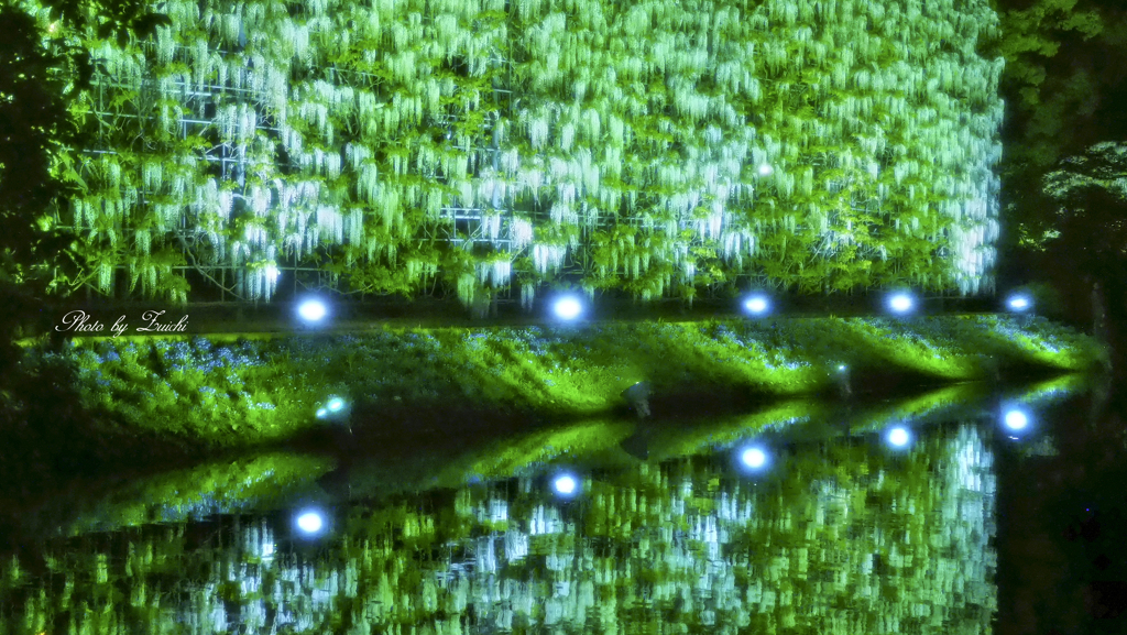 白藤ファンタジー